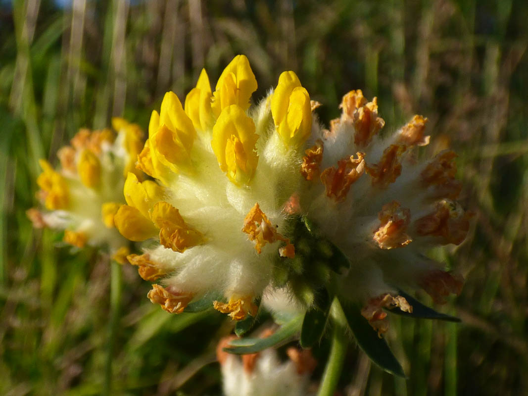 Anthriscus sylvestris
